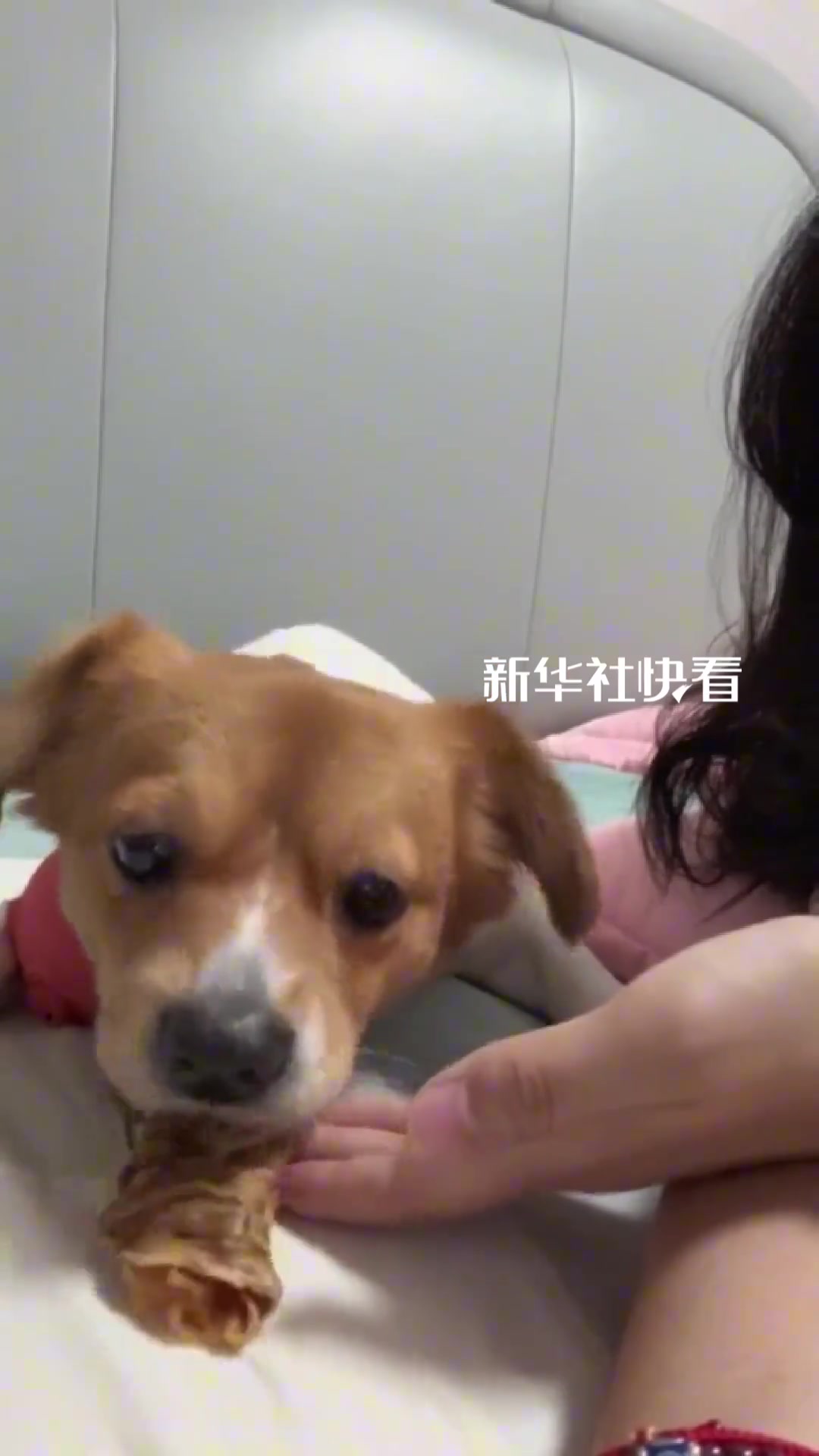 主人假装向小狗要零食看它反应，小狗乖乖吐出来送给主人