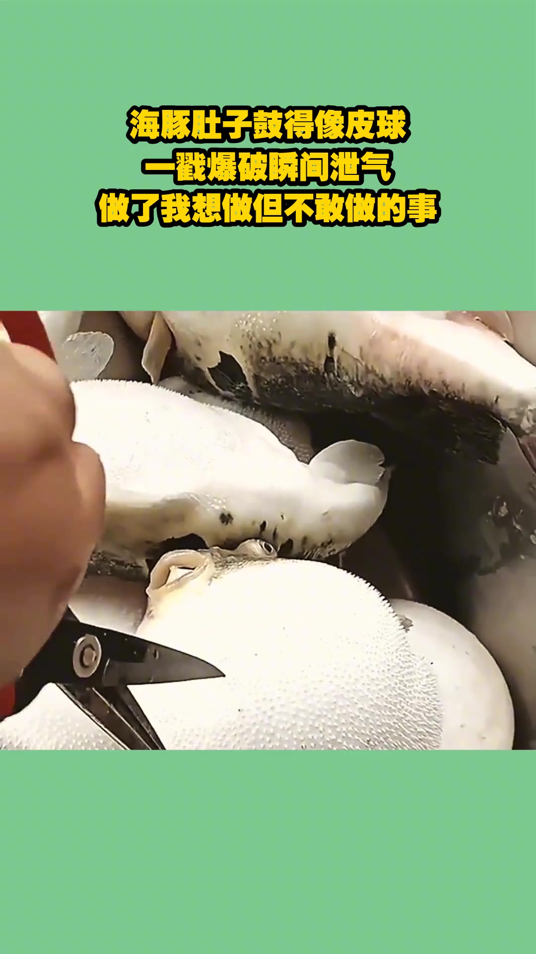 海豚肚子鼓得像皮球，一戳爆破瞬间泄气