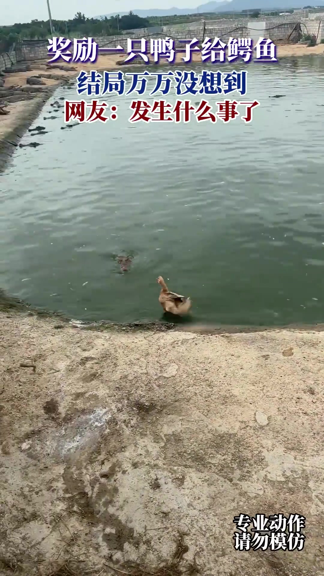 奖励鸭子给鳄鱼！结局万万没想到