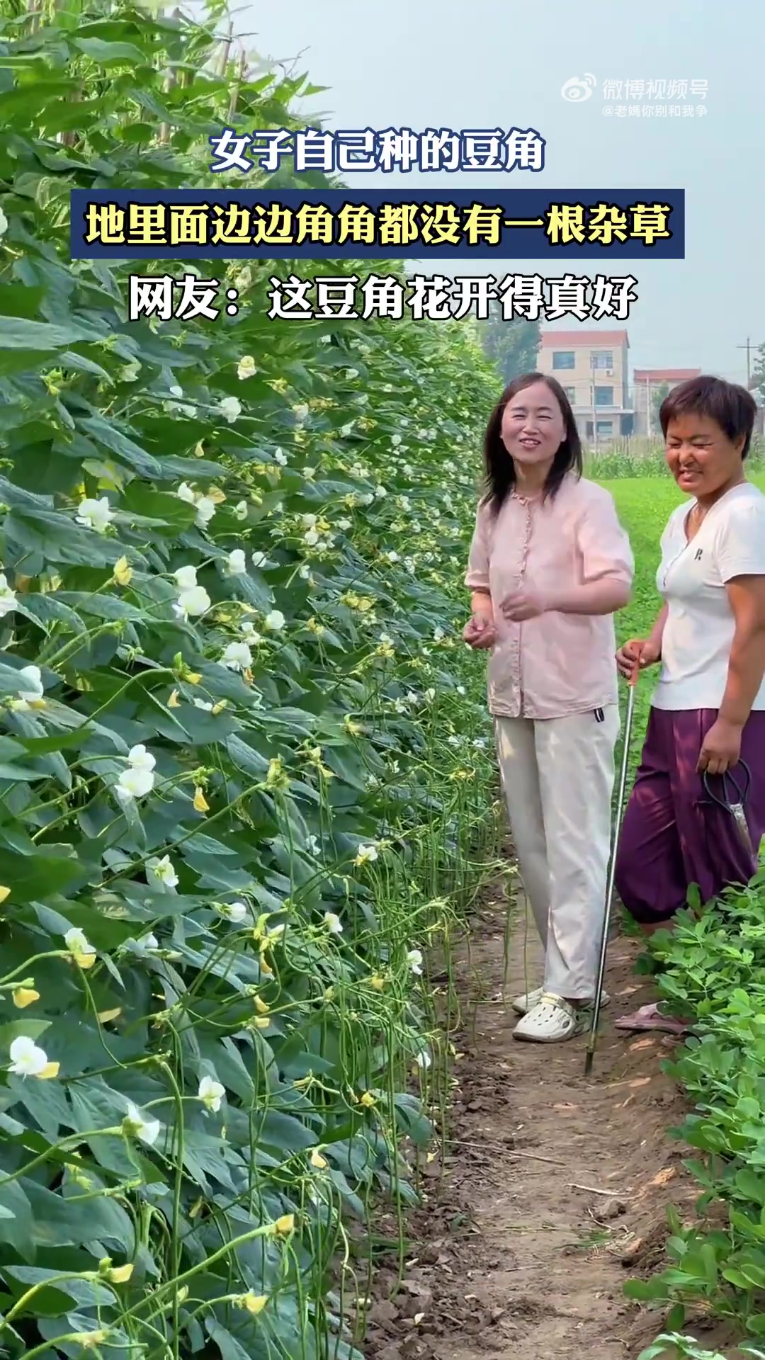 女子自己种的豆角，地里面边边角角都没有一根杂草
