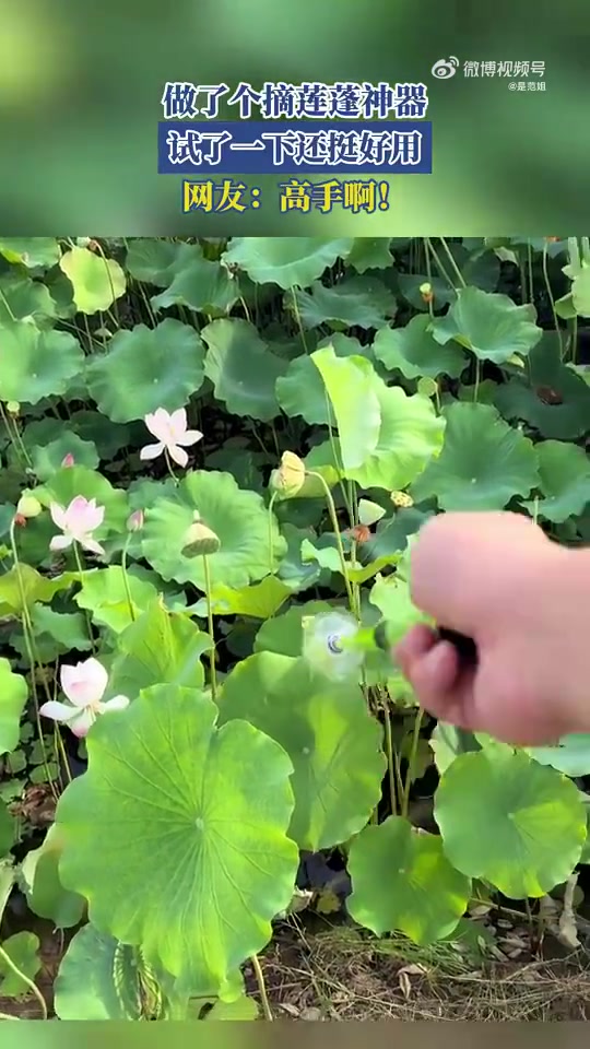 做了个摘莲蓬神器,试了一下还挺好用