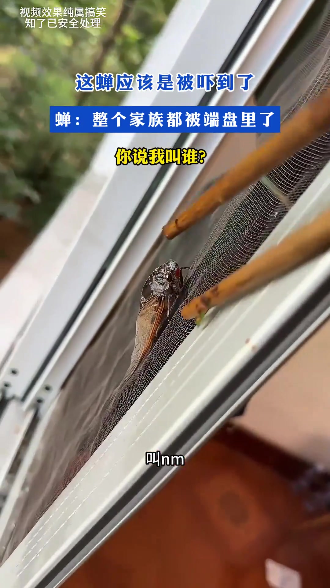 这蝉应该是被吓到了！