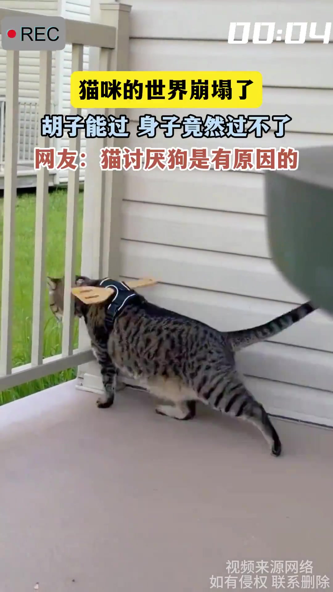 猫咪的世界崩塌了，胡子能过身子竟然过不了