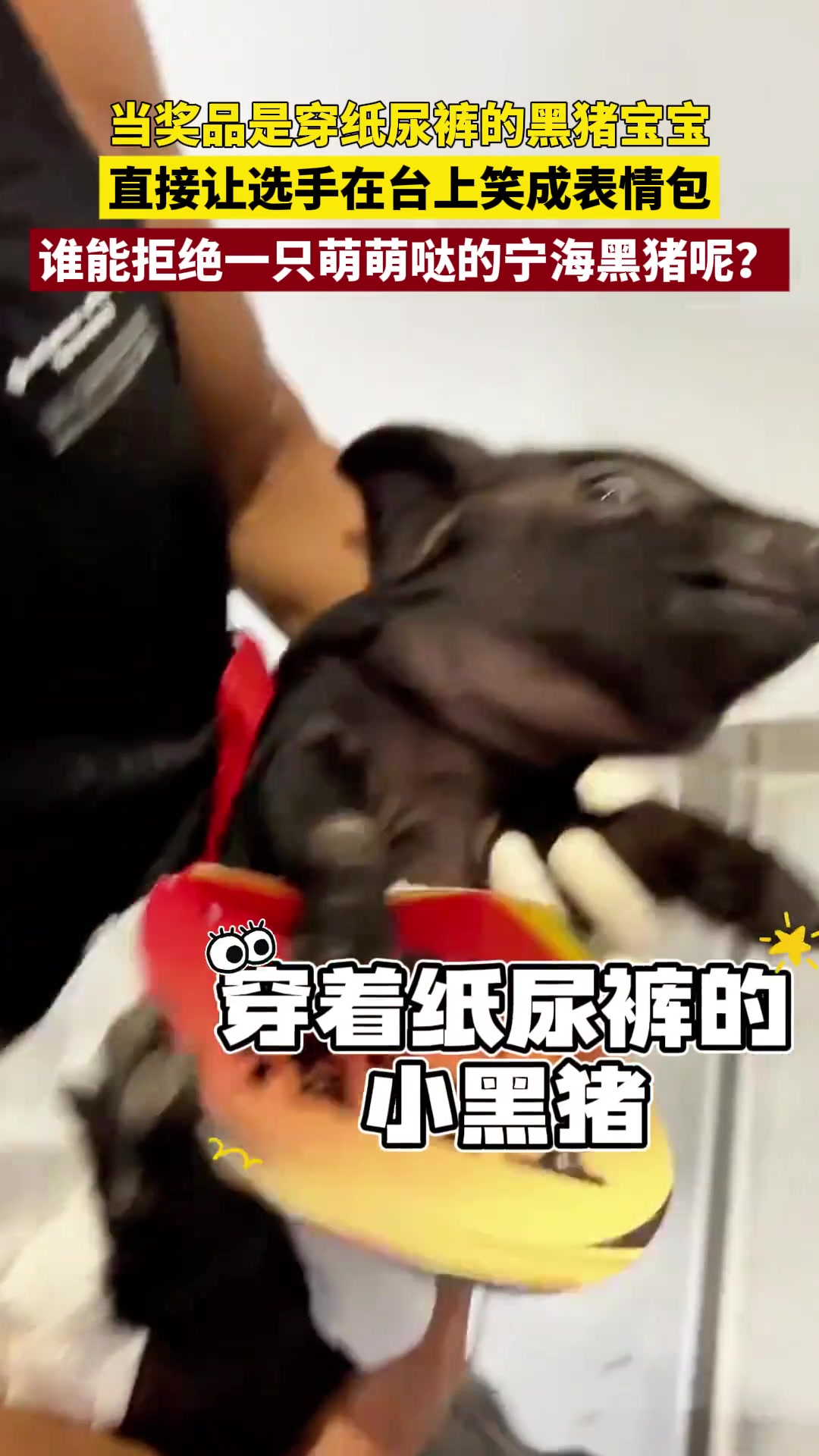 当奖品是穿着纸尿裤的黑猪宝宝，直接让选手笑成表情包...