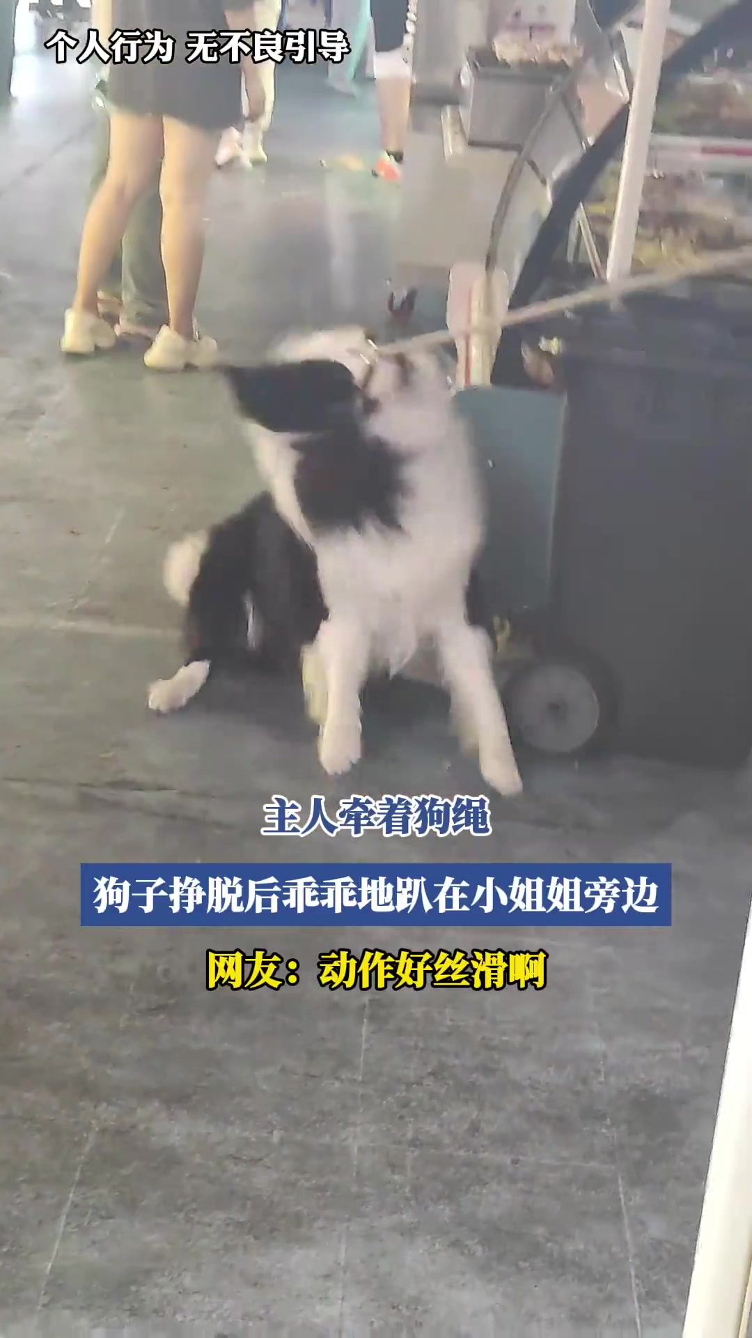 主人牵着狗绳，结果狗子挣脱乖乖趴在小姐姐旁边