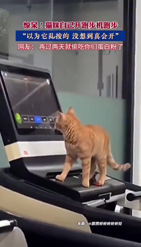 猫都比我自律......这天天偷摸着在练习吧