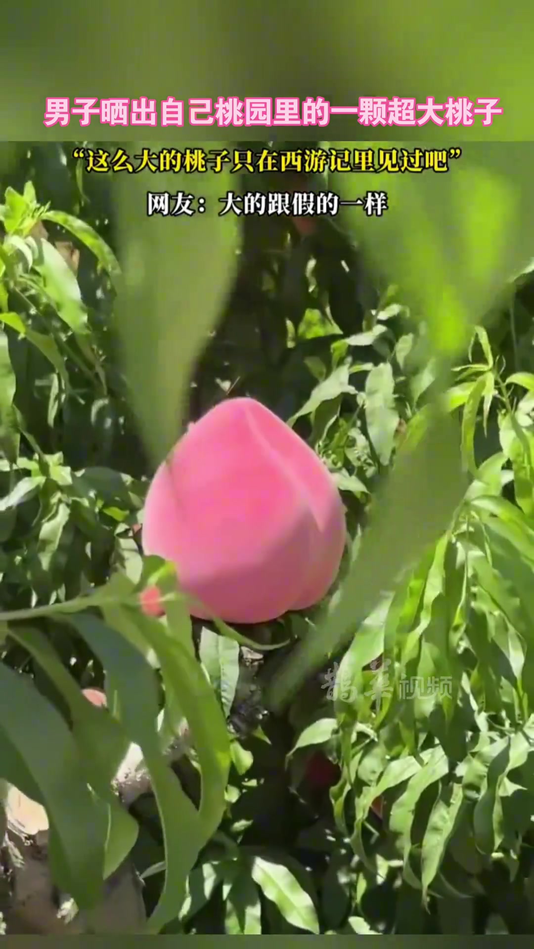 男子晒出自己桃园里的一颗超大桃子，这桃子怎么有点像那啥.....