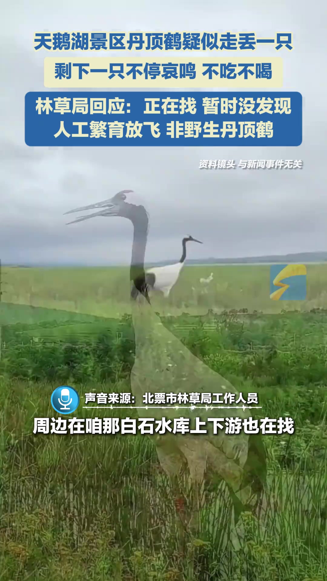 景区丹顶鹤疑似走丢一只，剩下一只不停哀鸣，不吃不喝