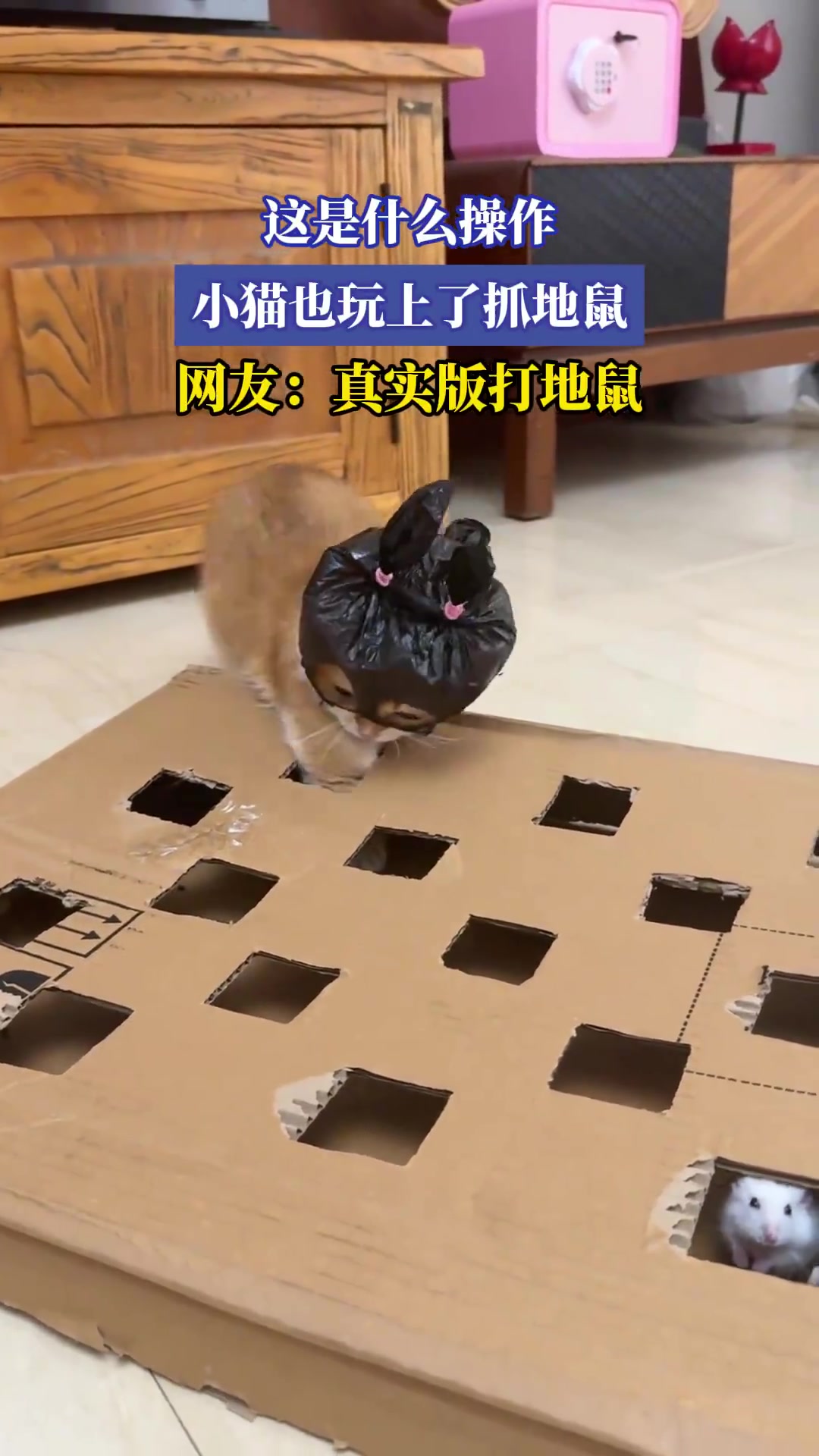 这是什么操作，小猫也玩上了抓地鼠，网友：真实版打地鼠