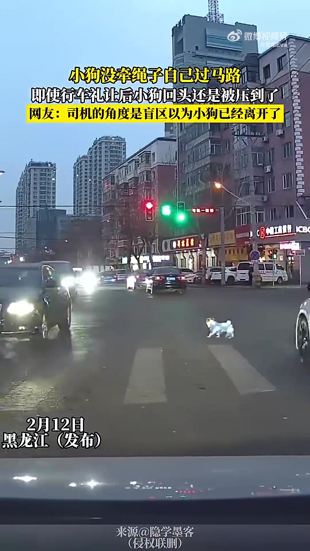 小狗未牵绳过马路！礼让后回头被压