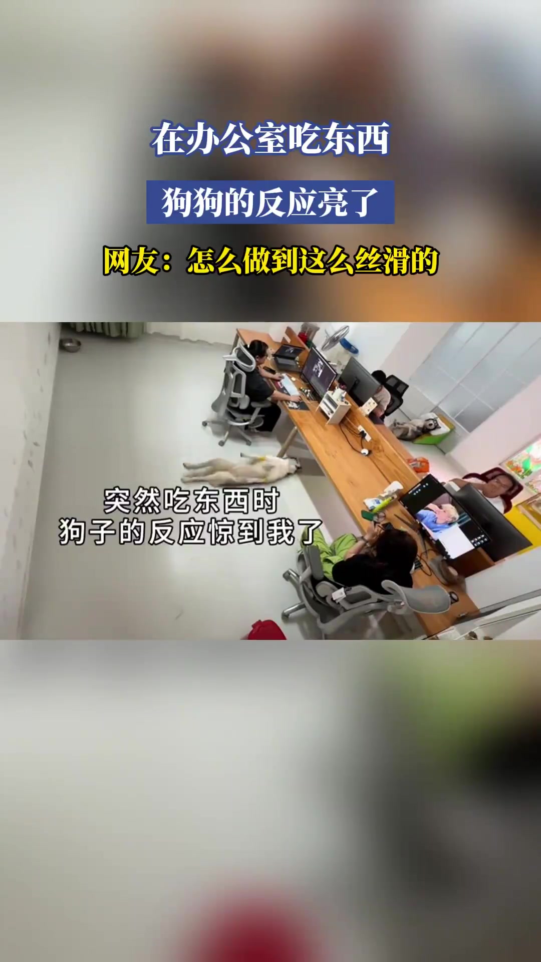 在办公室吃东西，狗狗的反应亮了，网友：怎么做到这么丝滑的