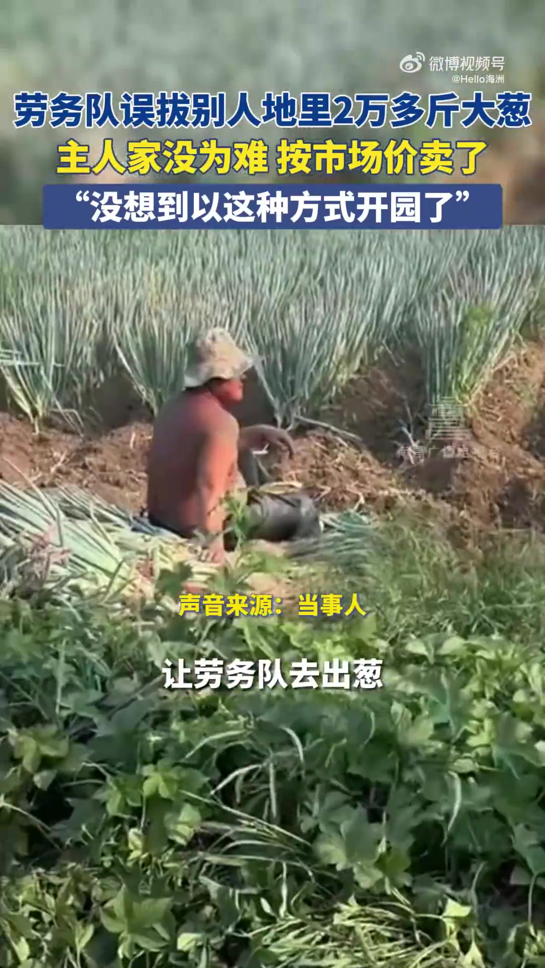 劳务队误拔别人地里2万多斤大葱，主人家没为难按市场价卖了