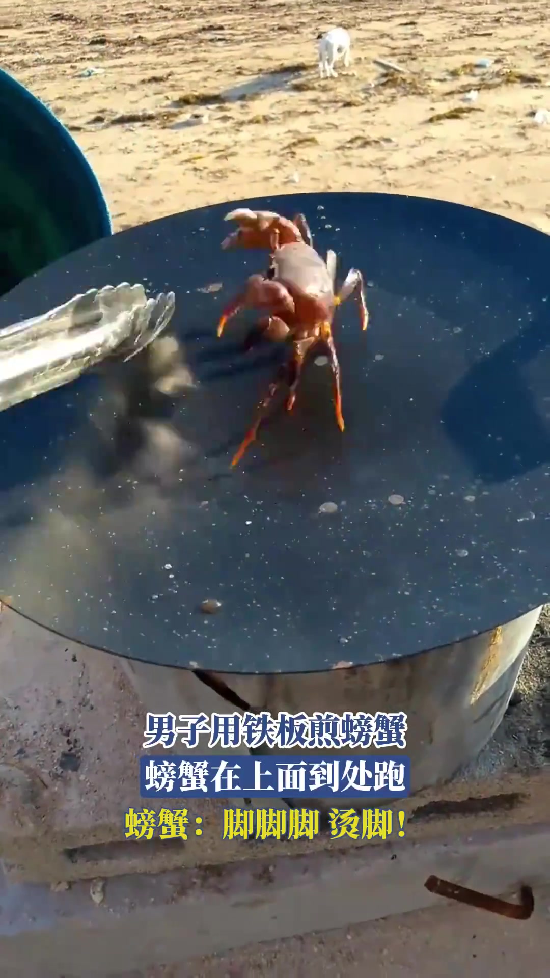 男子用铁板煎螃蟹，螃蟹在上面到处跑，螃蟹：脚脚脚，烫脚！