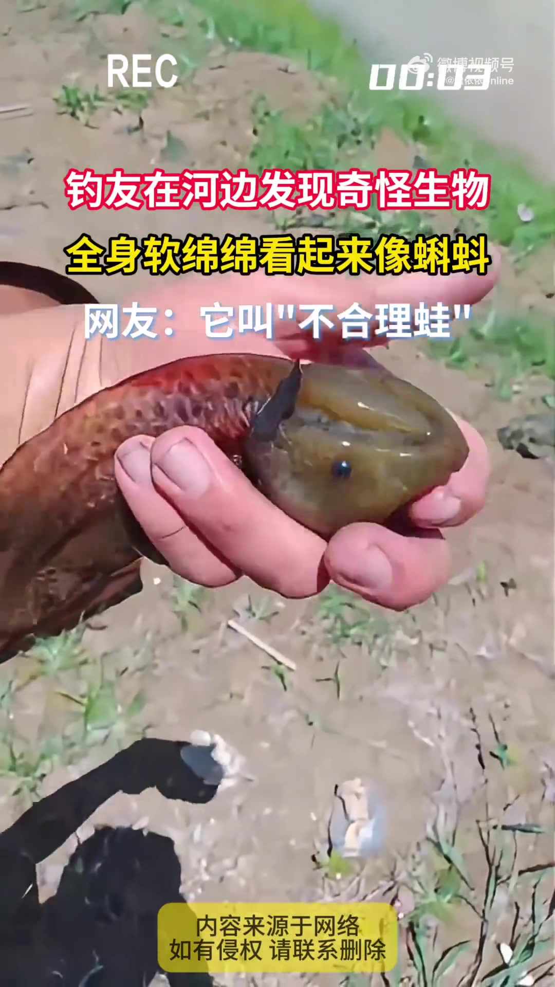 钓友在河边发现奇怪生物，全身软绵绵看起来像蝌蚪