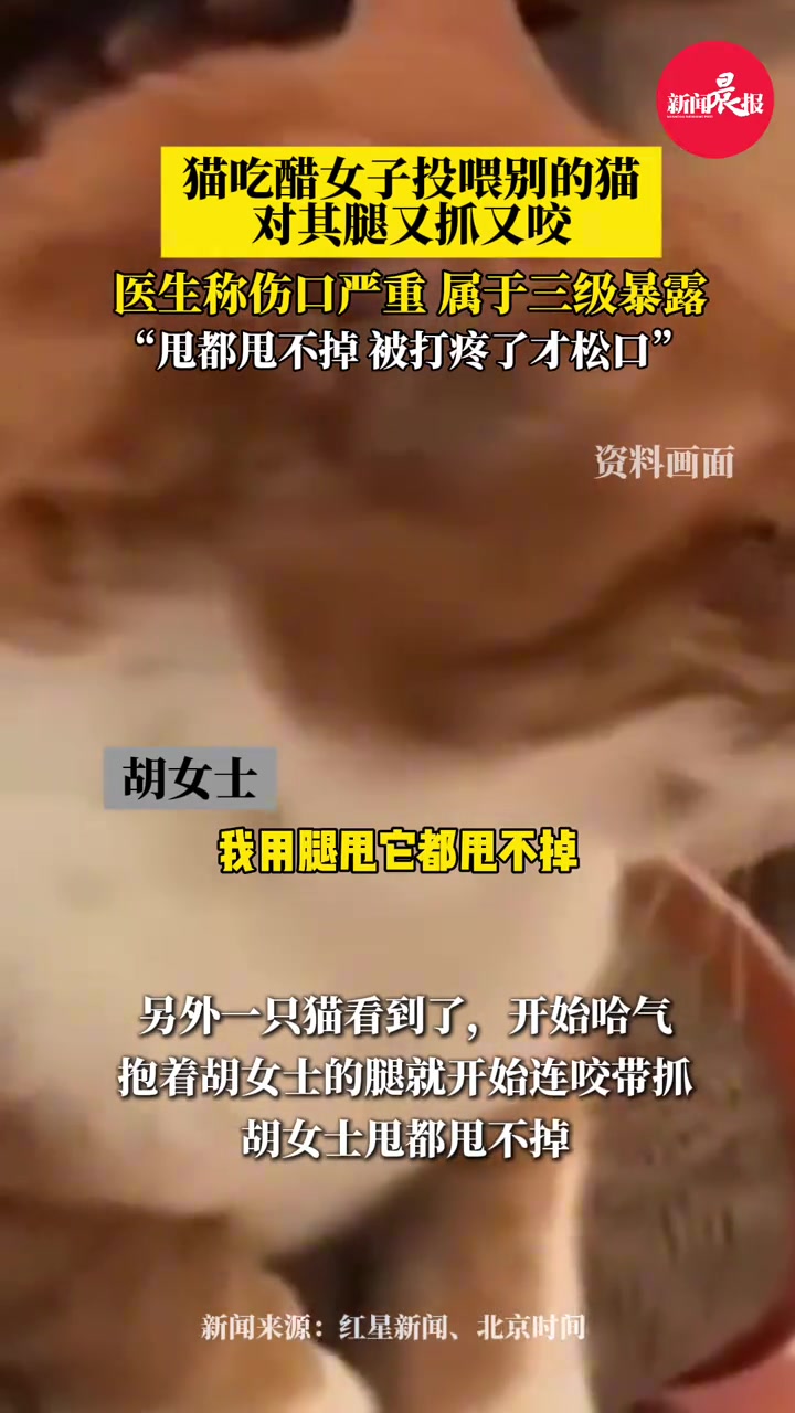 猫吃醋女子投喂别的猫对其腿又抓又咬甩都甩不掉