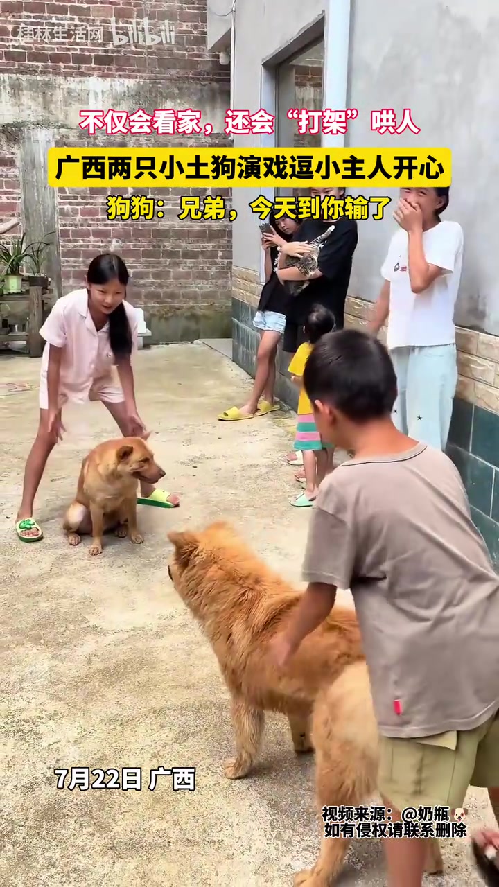广西小土狗表演“打架”逗人开心，狗狗：兄弟，今天到你输了