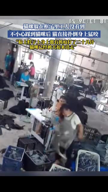 猫咪躲在框子里工人没看到，不小心踩到猫咪后猫直接扑倒身上猛咬