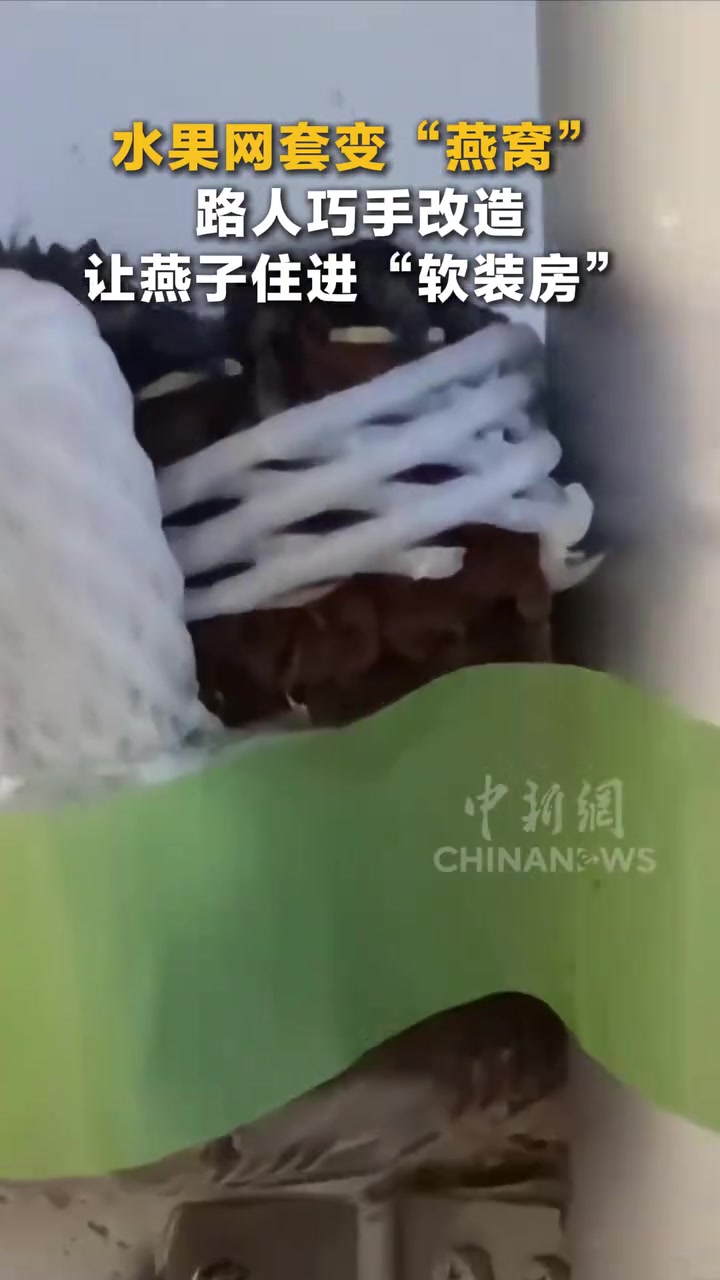 水果网套变“燕窝”燕子住进“软装房”