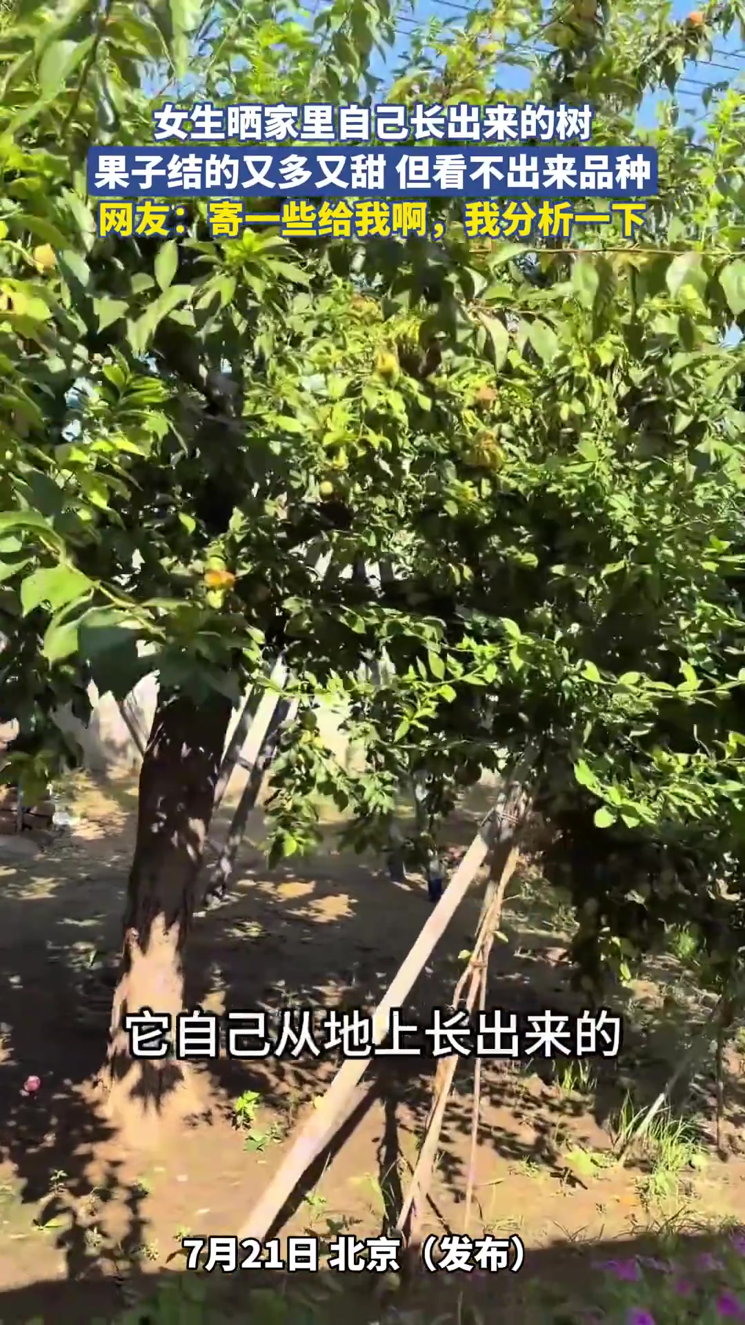 女生晒家里自己长出来的树，果子结得又多又甜但看不出来品种