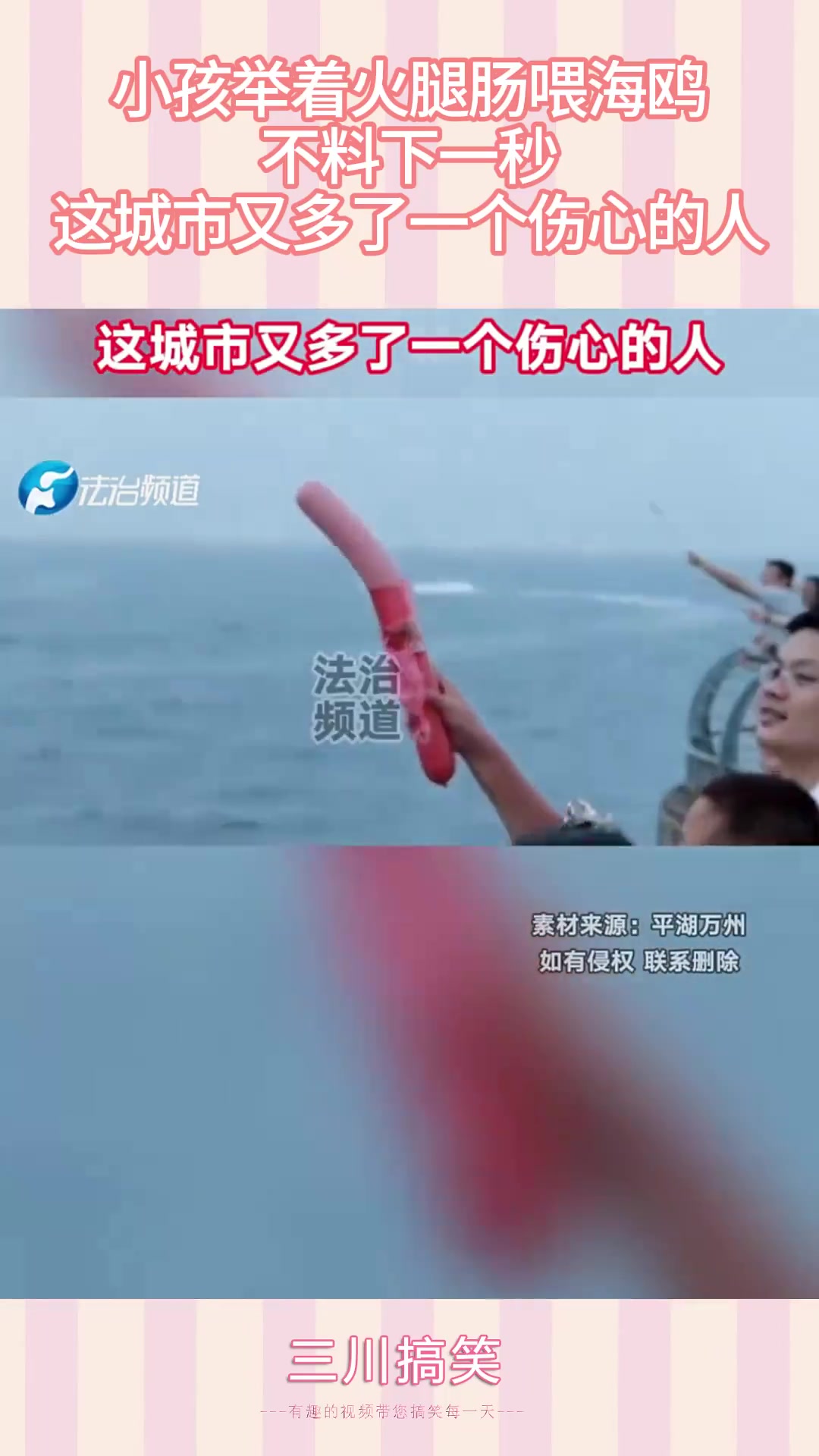 小孩举火腿肠喂海鸥！下秒成伤心人