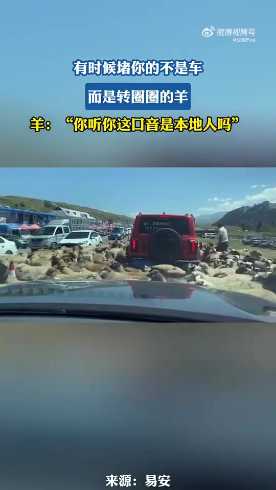 堵车因转圈圈的羊！羊似问“你是本地人吗”
