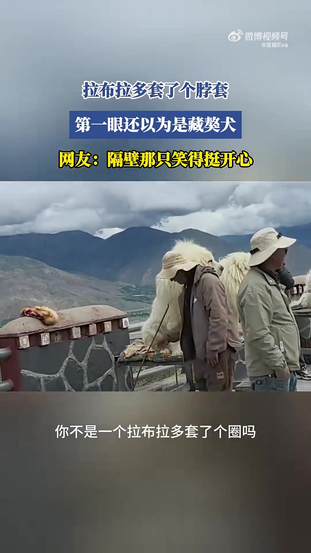 拉布拉多套脖套！第一眼像藏獒