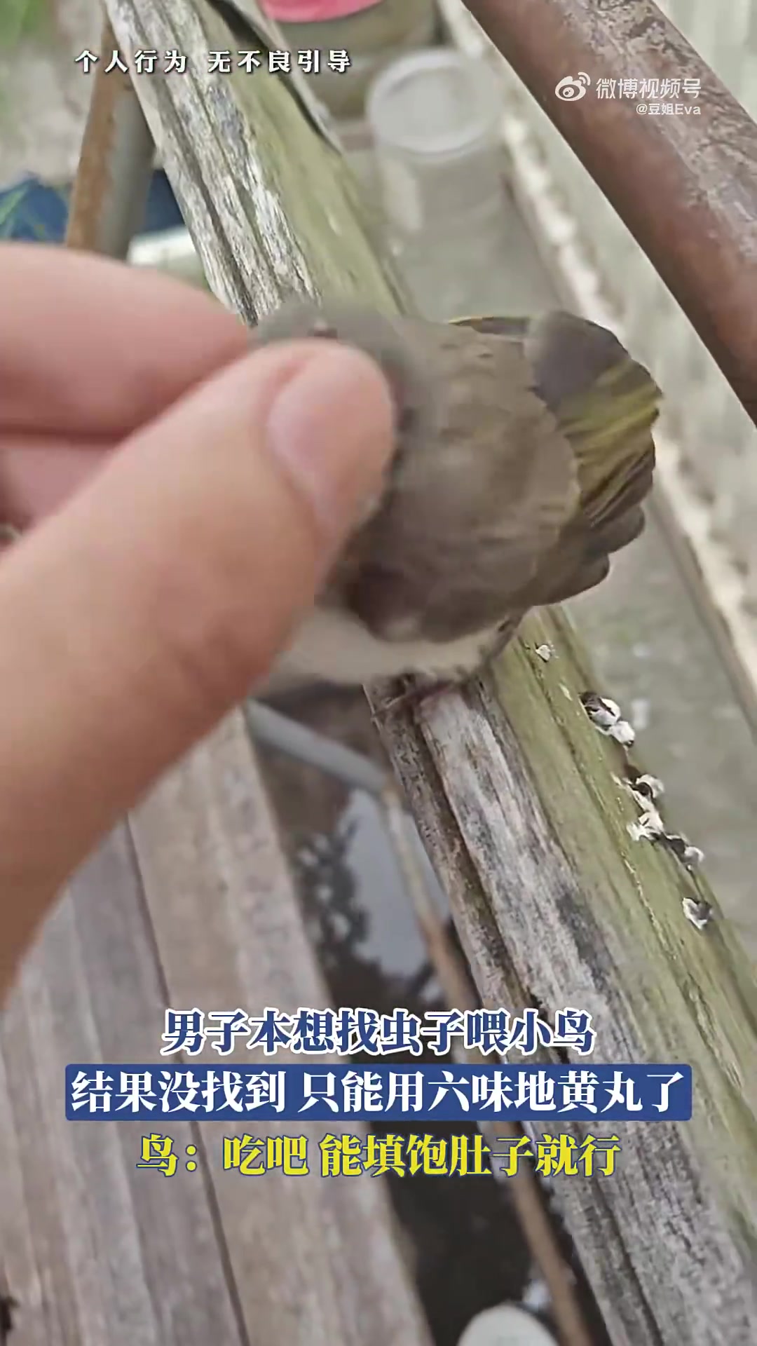 男子找虫喂小鸟未果！用六味地黄丸代替
