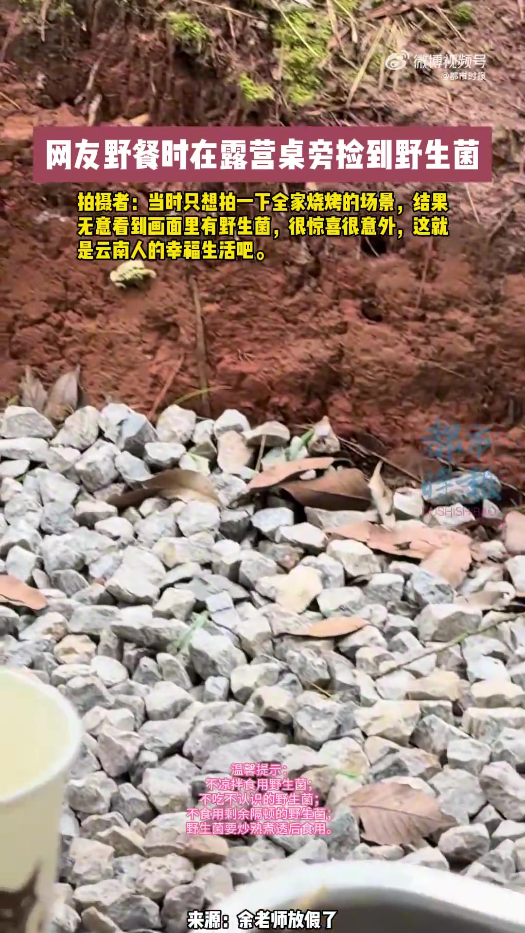 云南网友露营餐桌旁捡到野生菌