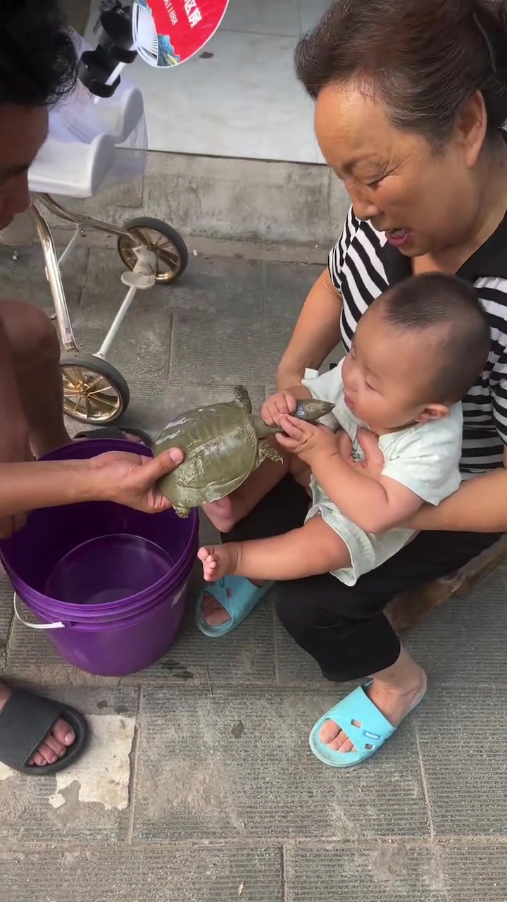 初生牛犊不怕虎，与生俱来抓甲鱼