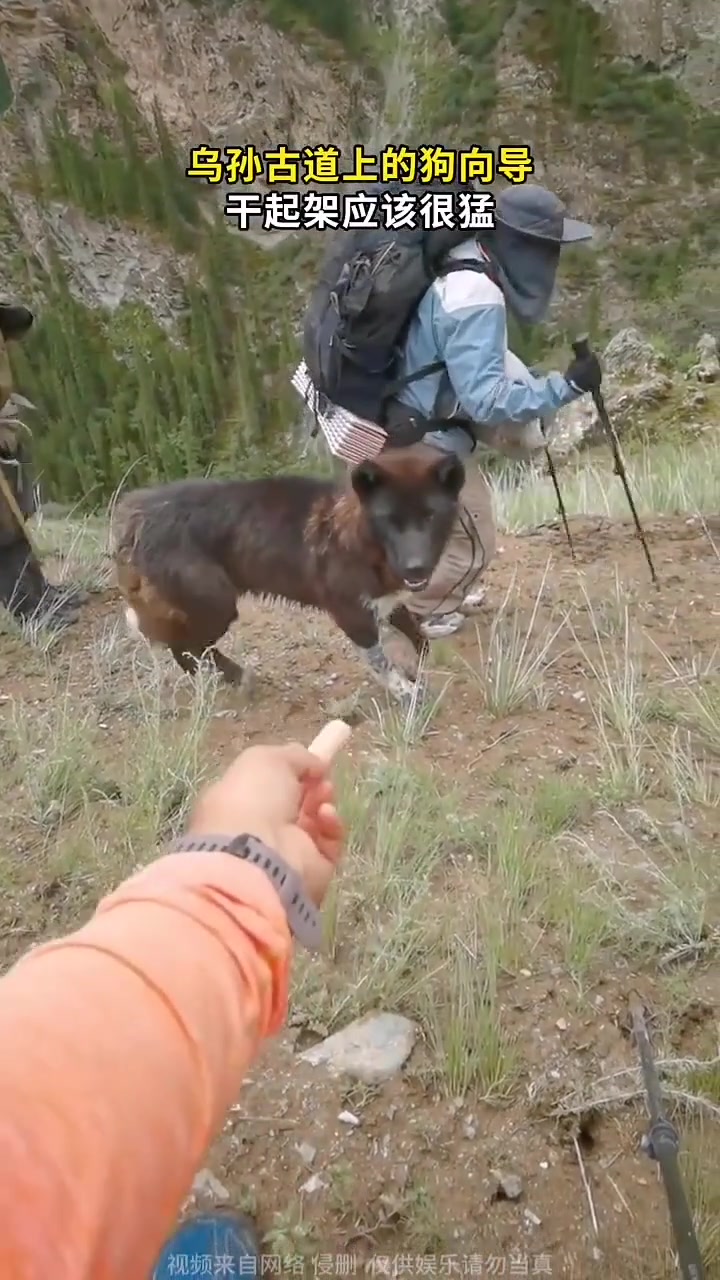 乌孙古道上的狗向导，干起架应该很猛