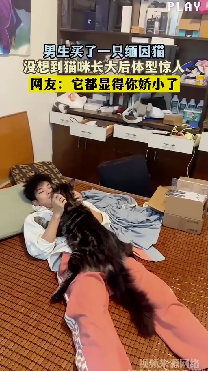 男生买的缅因猫！长大后体型惊人