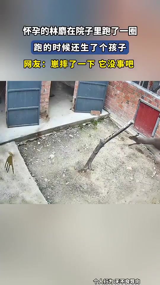 怀孕的林麝在院子里跑了一圈，跑的时候还生了个孩子