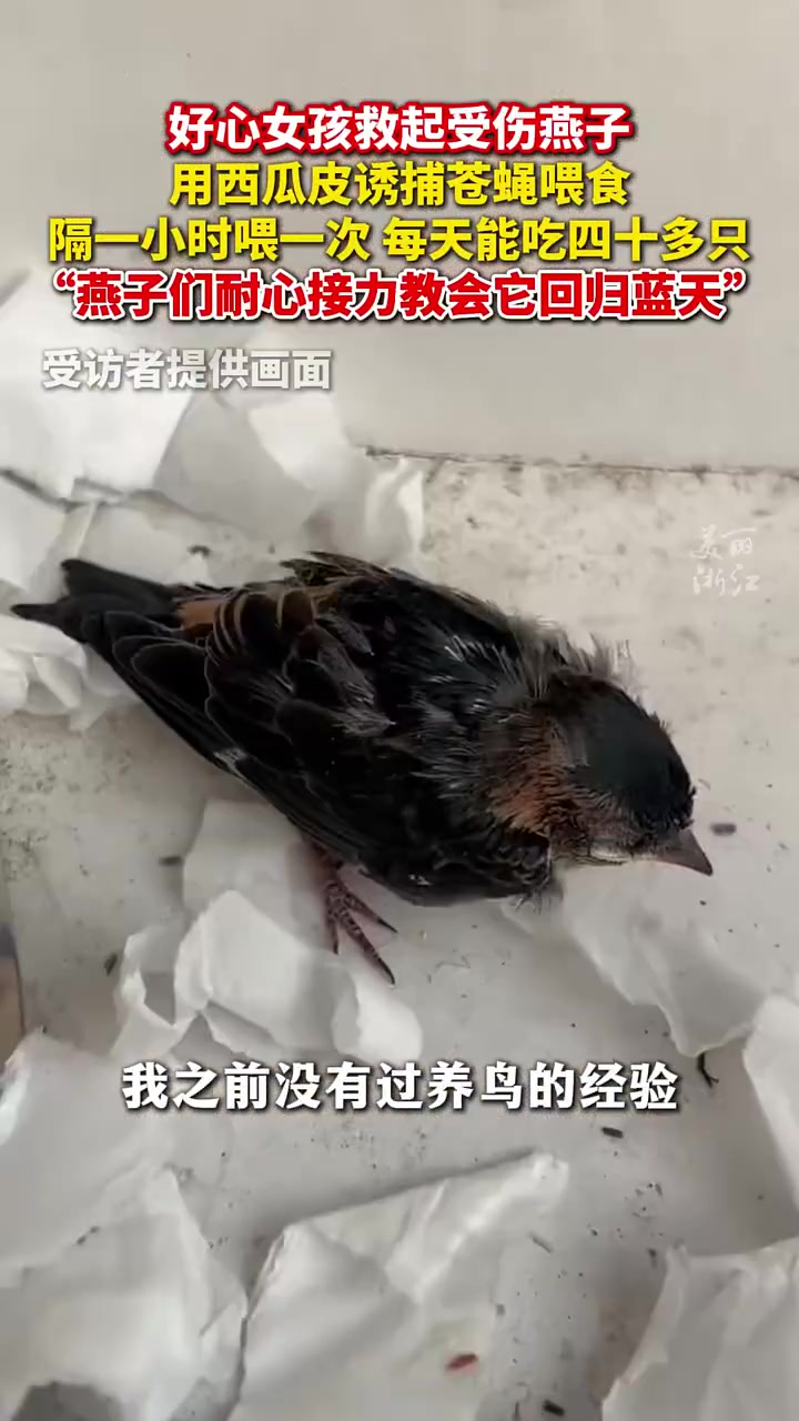 好心女孩救起受伤燕子，用西瓜皮诱捕苍蝇喂食