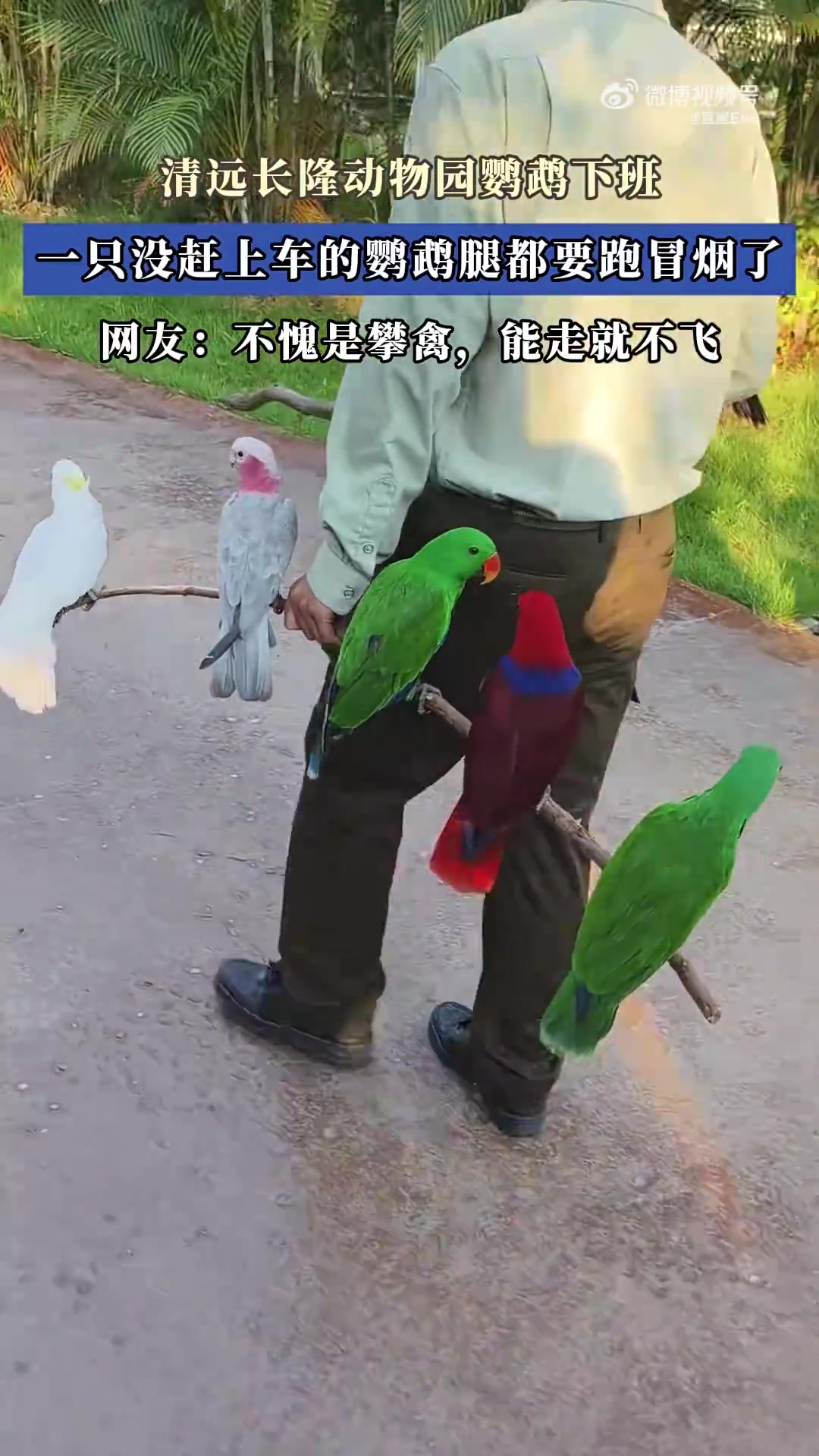 清远长隆动物园鹦鹉下班,一只没赶上车的鹦鹉腿都要跑冒烟了！
