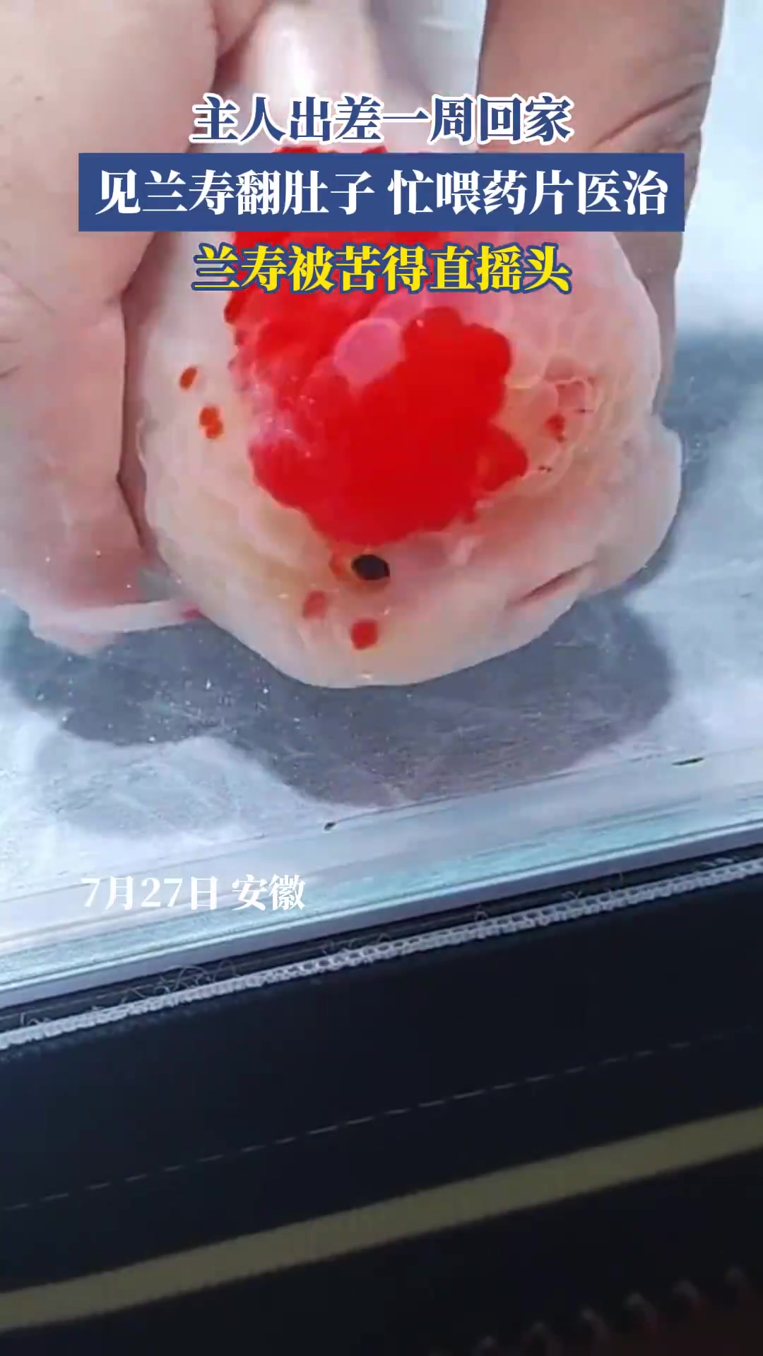 主人出差一周回家，见兰寿翻肚子，忙喂药片医治！