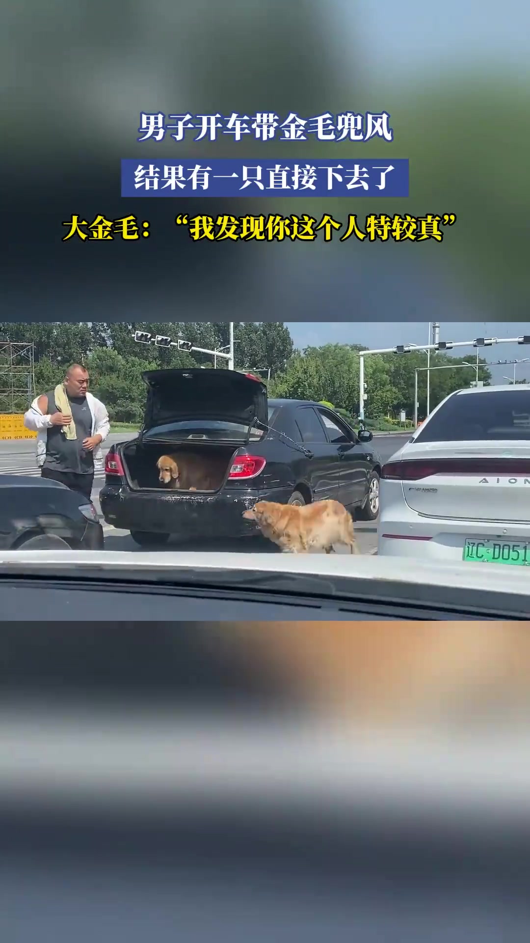 男子开车带金毛兜风，结果有一只直接下去了！