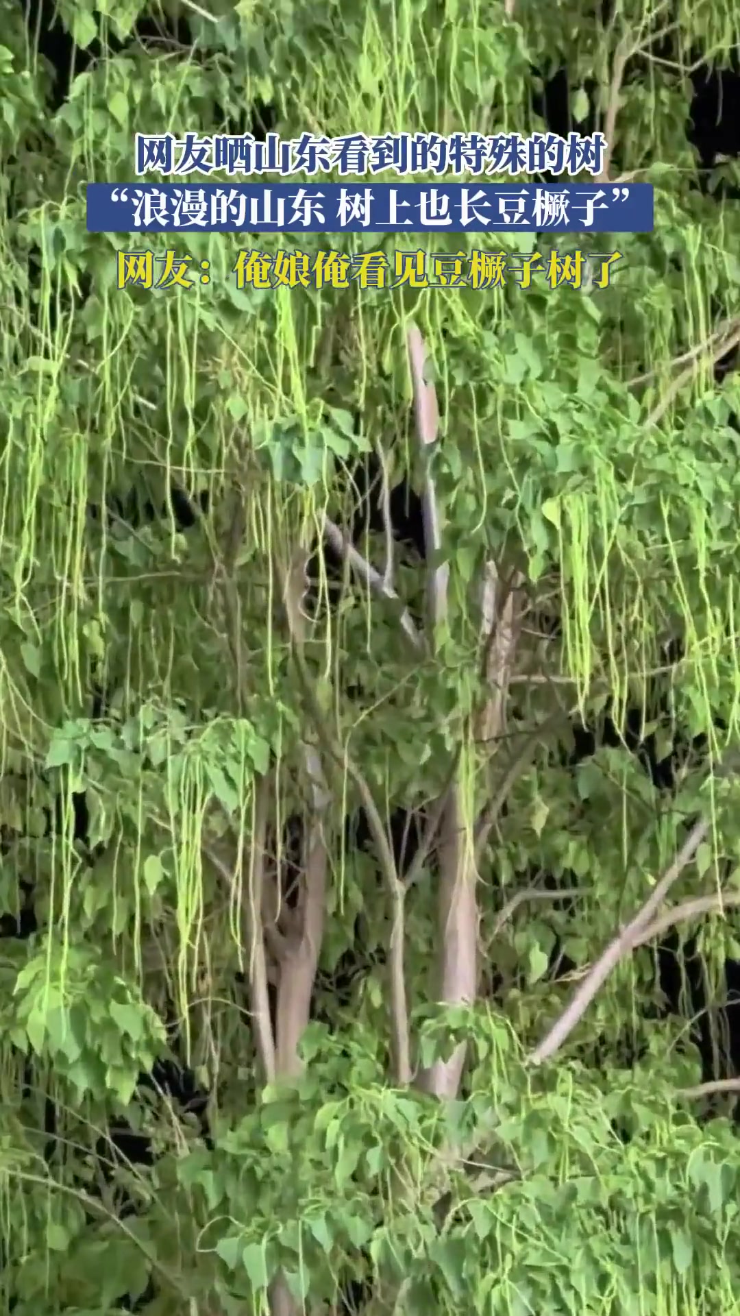 网友晒山东看到的特殊的树，“浪漫的山东，树上也长豆橛子”！