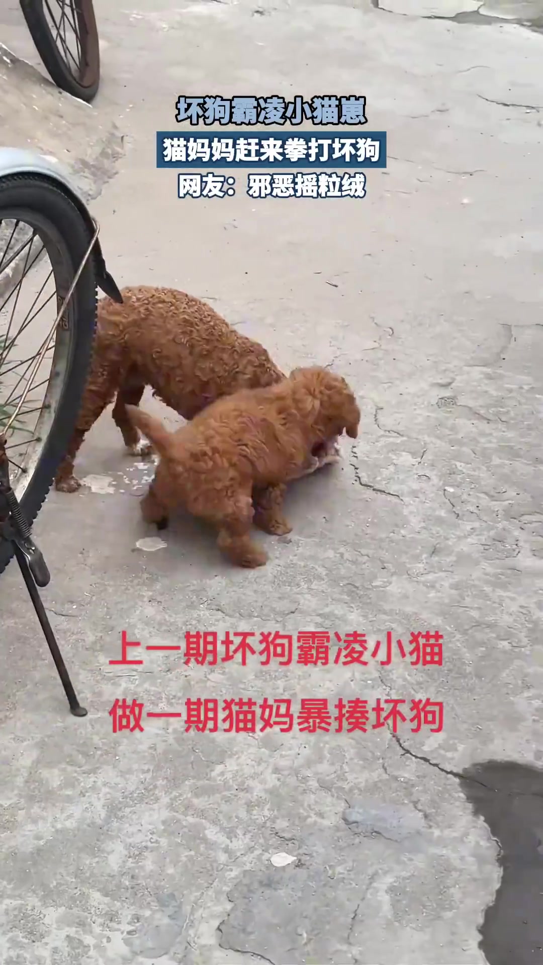 坏狗霸凌小猫！猫妈妈反击