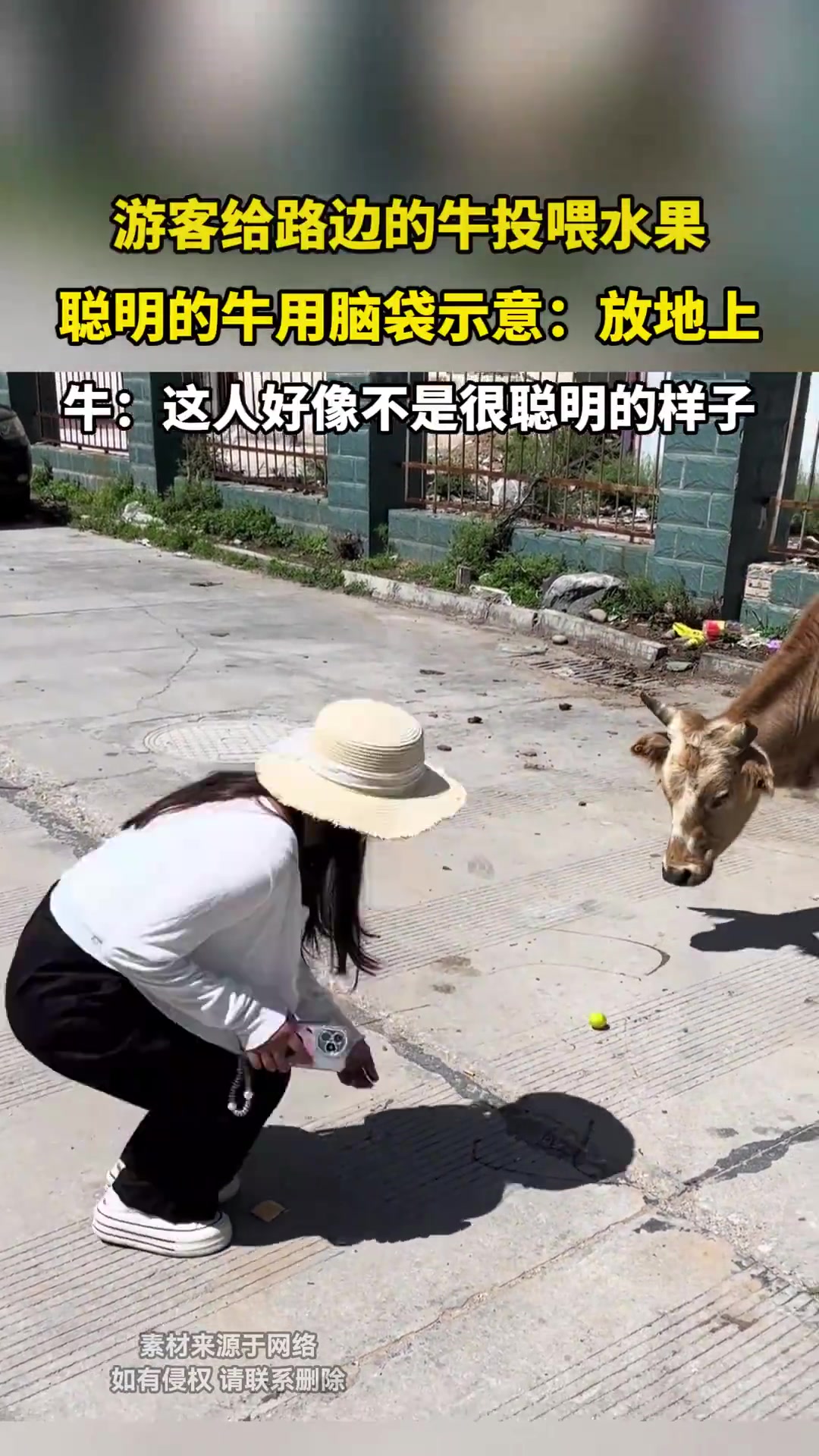 游客喂牛！牛示意放地上