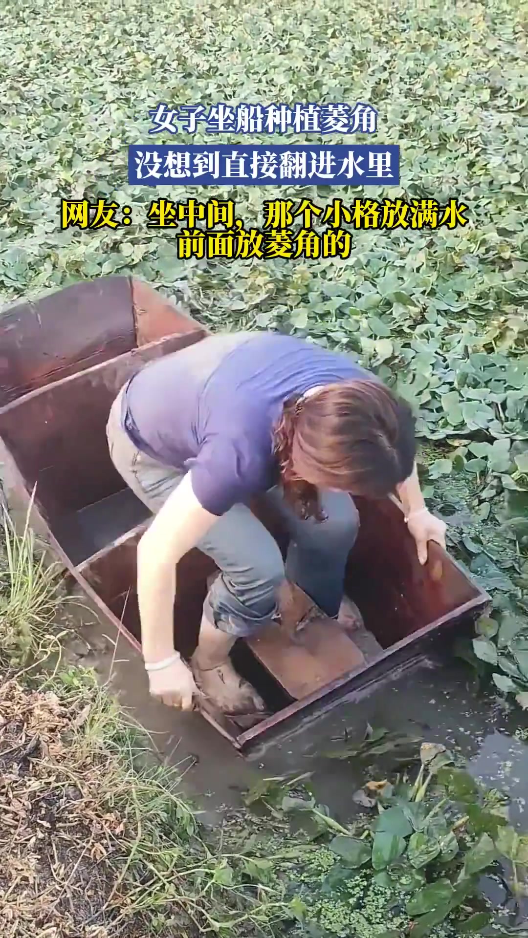 女子种菱角翻进水里！