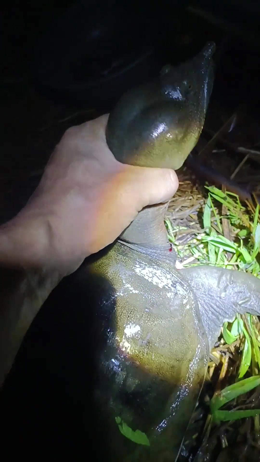 这么大的鳖，得活了多少年啊！