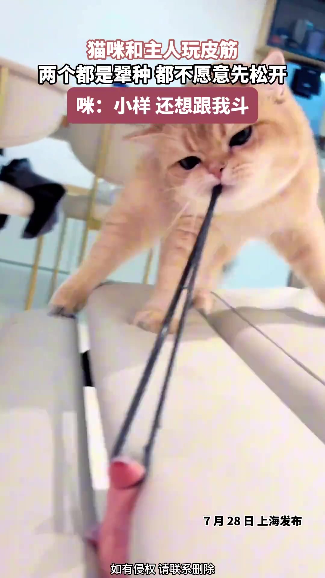 猫咪和主人玩皮筋，两个都是犟种，都不愿先松开
