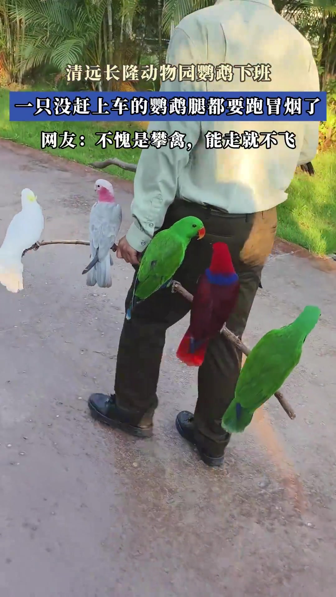 清远长隆动物园鹦鹉下班，一只没赶上车的鹦鹉腿都要跑冒烟了