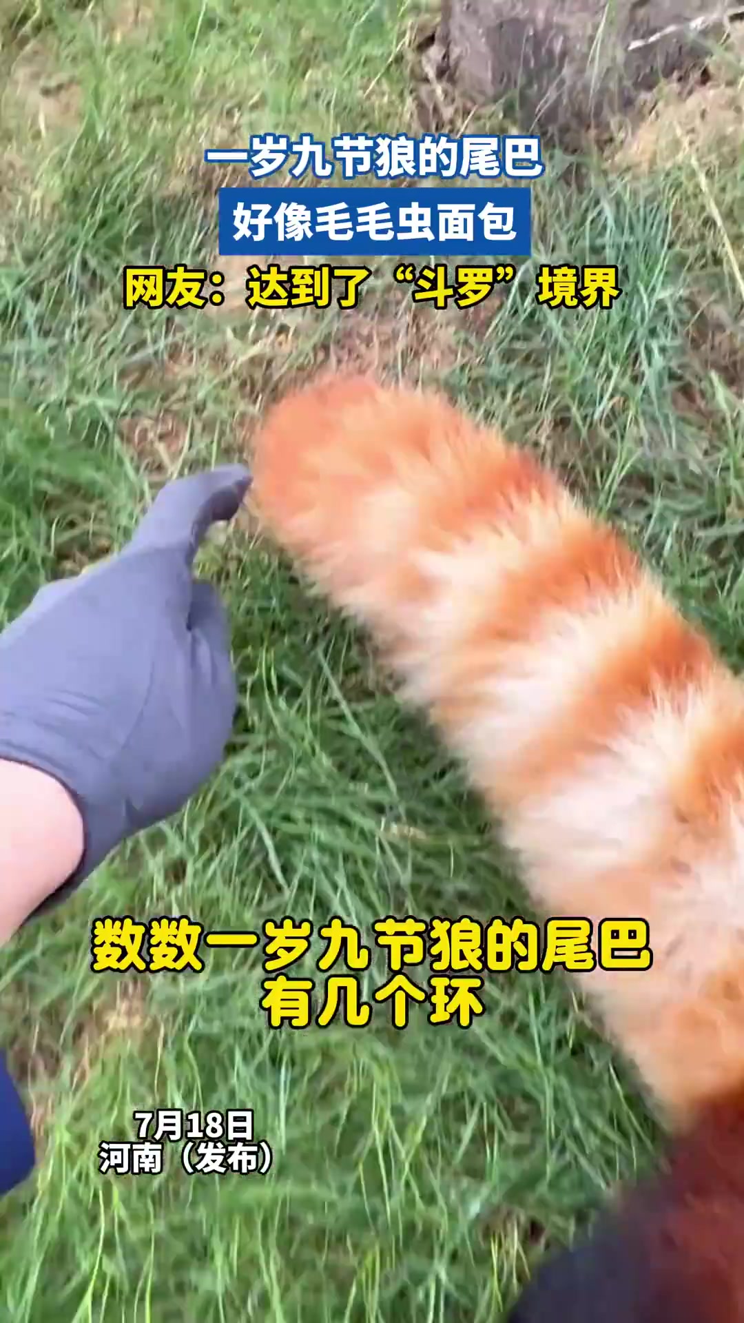 真的假的我第一次知道他叫九节狼！