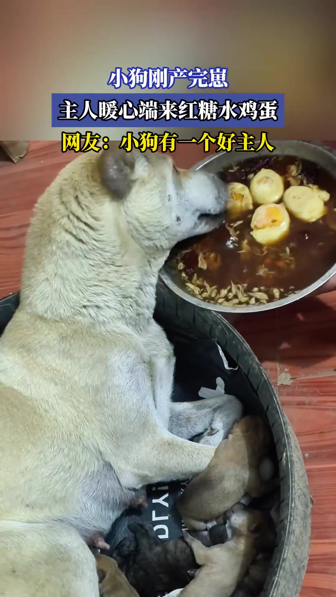 小狗产崽后！主人端红糖水鸡蛋