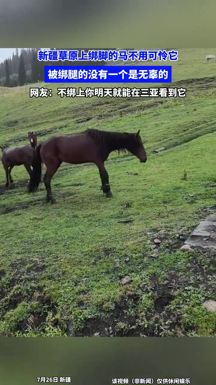 新疆草原绑脚的马！没一个无辜