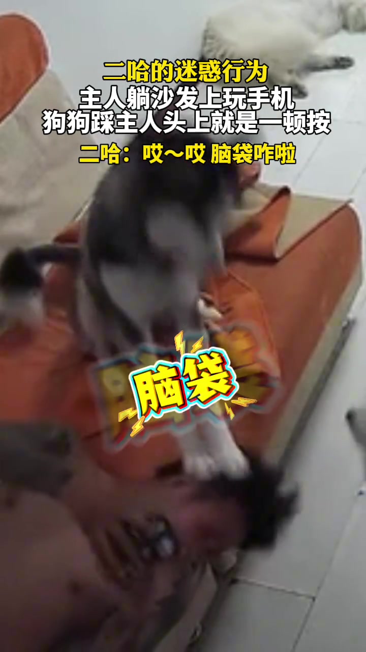 二哈的迷惑行为！主人躺沙发上玩手机，狗狗踩主人头上就是一顿按