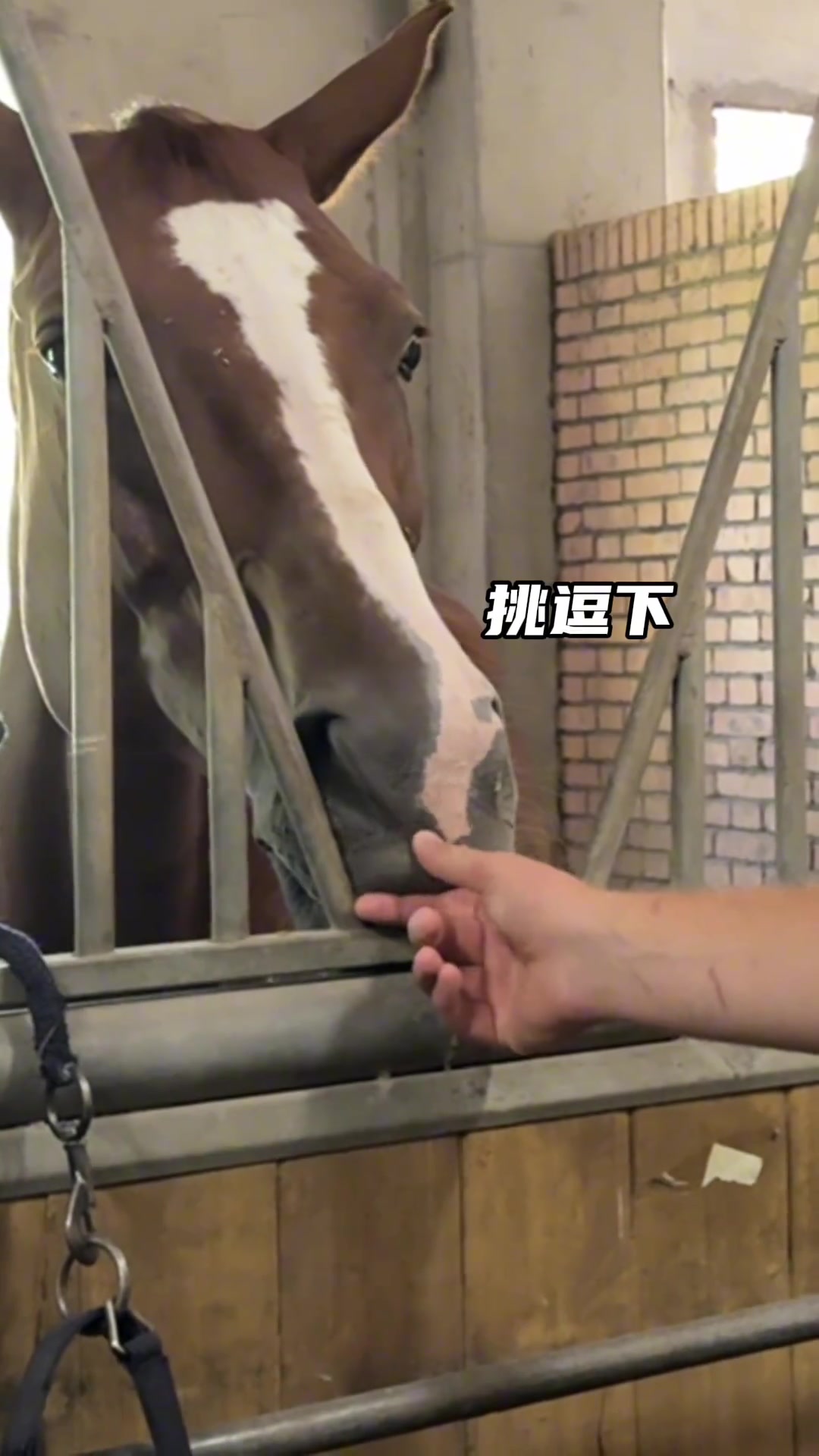 心心念念的马儿终于见到了！兄弟们猜猜约老师有没有挑一匹回家