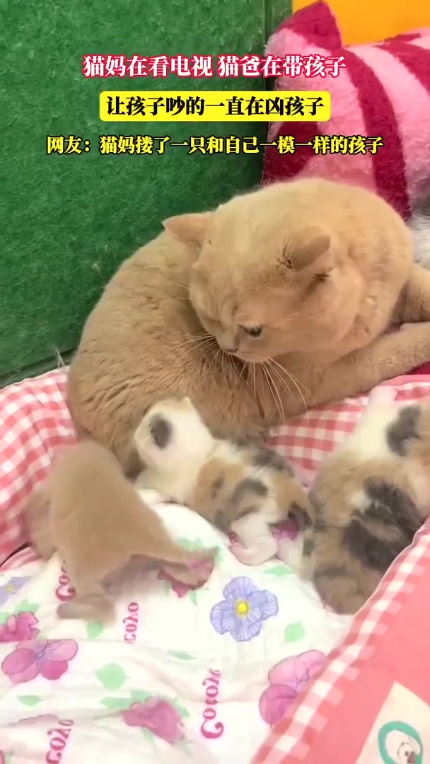 猫妈看电视猫爸带娃嫌吵一直凶娃