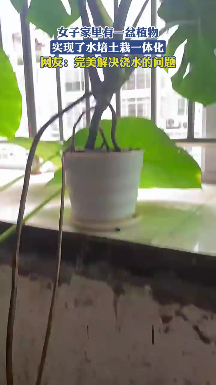家中植物实现水培土栽一体化